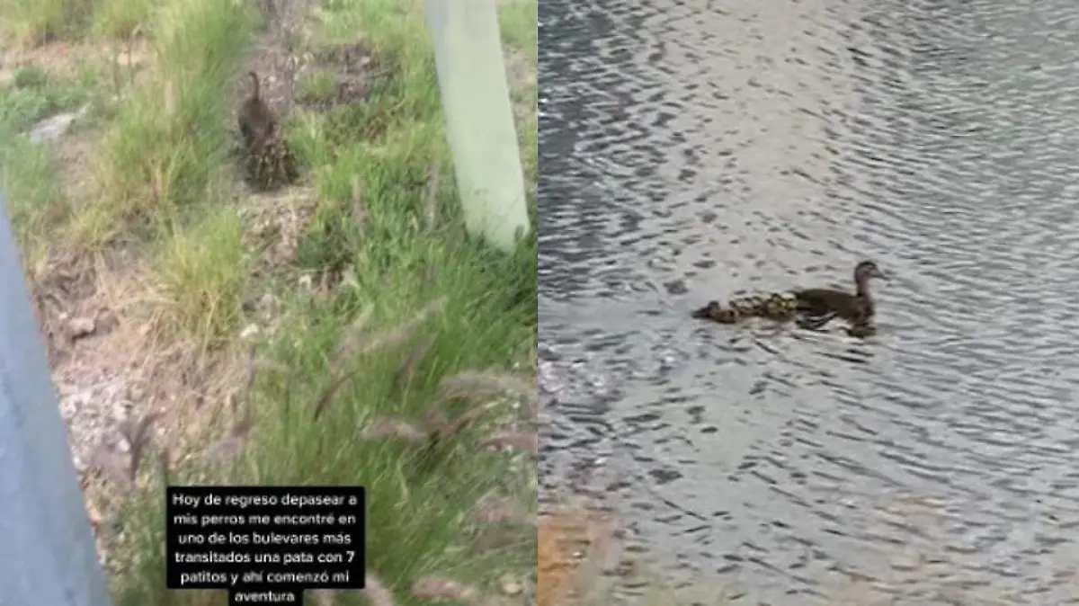 Joven en Puebla se encuentra con pata y sus patitos